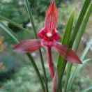 园林绿化养护管理