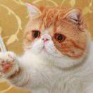 正骨张-非遗传统正骨