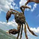 自家养殖大闸蟹🦀