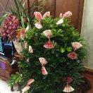 彩虹餹dē夢境