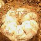 宜兴百合种植基地批发部