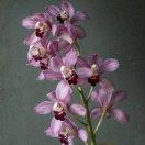  深 谷 幽 兰