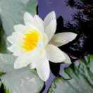 聚龙湾自助串串香（锦华国际店）