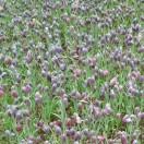 Fleeting time。流年