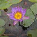 落花时节又逢君