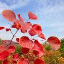 心语(卢氏重庆鸡公煲总店)