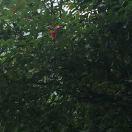 @爱吃榴莲的金鼠