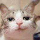 炖孩子的小蘑菇