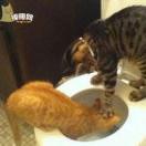 爱拼才会赢