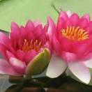 我愿伴你一生，永不弃