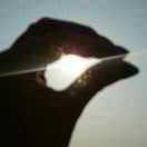 AAA
