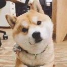 输了自己