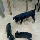 野狗？？九斤。