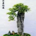 随风自然
