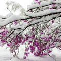 飘雪69872