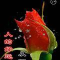 崔晓