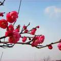 梅花