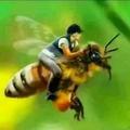 蜂产品批发