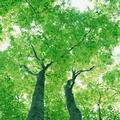 心洋389