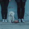 卡布奇洛的忧伤