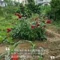 开疆拓土:向代凤