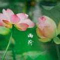 茉莉63893