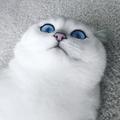 机智的小明
