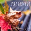 素弦听风