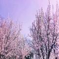 一帘幽梦