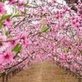 春暖花开