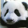 小熊猫爱吃甜甜圈