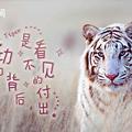 西北虎_222294