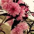 A红苹果694