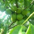 茂县水果代办小王
