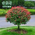天涯chechongze