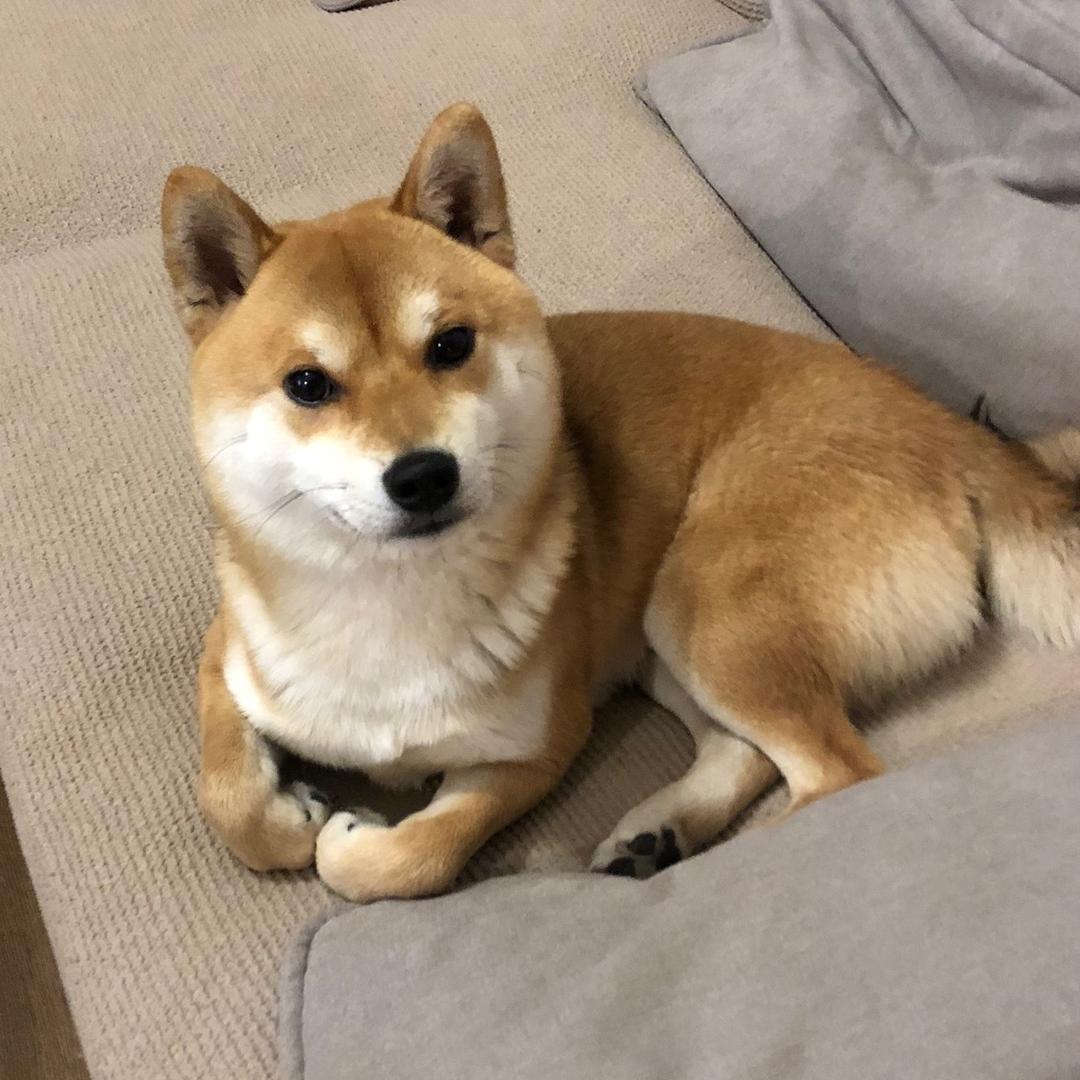 香菇晚安💤