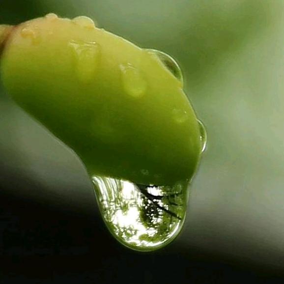 雨珠