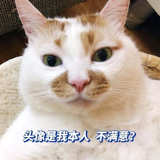 爱吃秋梨蜜藕杯的惠祖头像