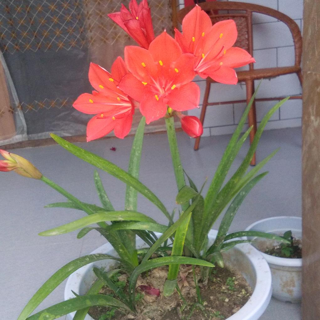 让花成花，让树成树我