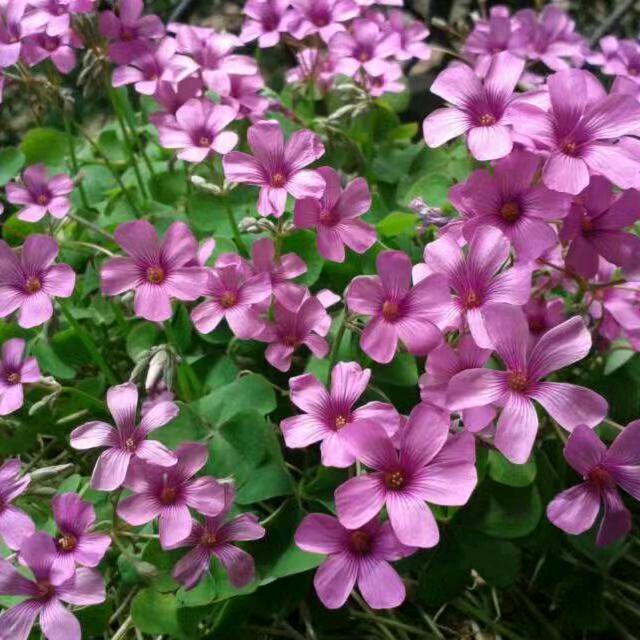易织花绣³³⁶