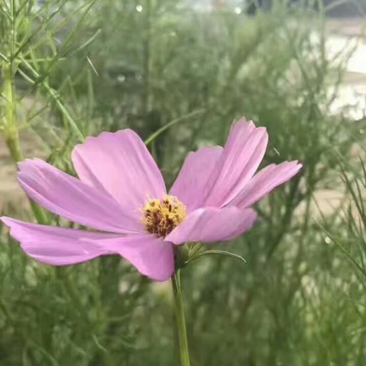 艺