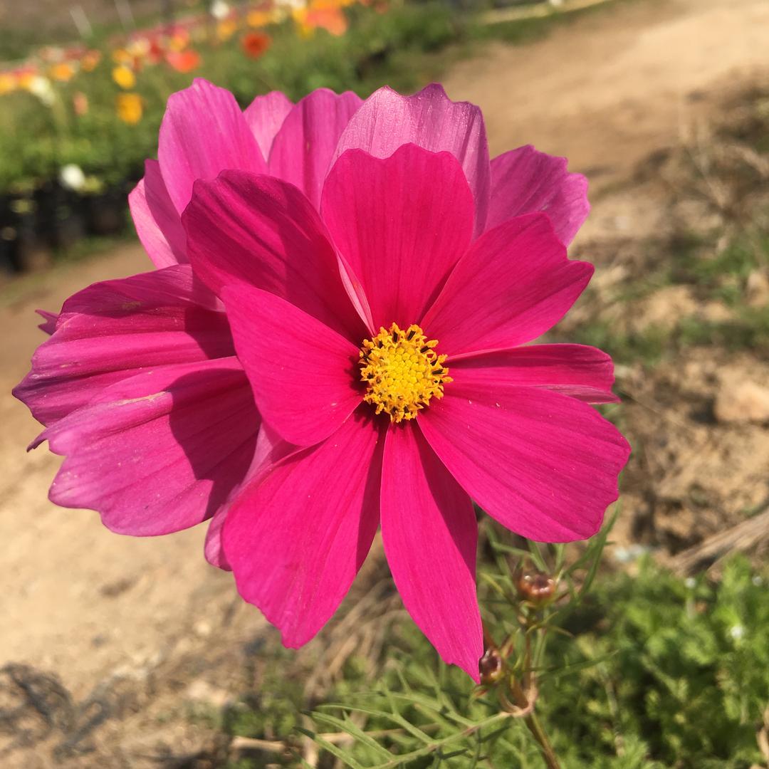 与花共舞