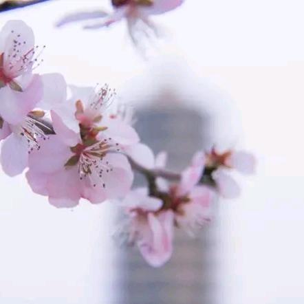 我在右岸看过来