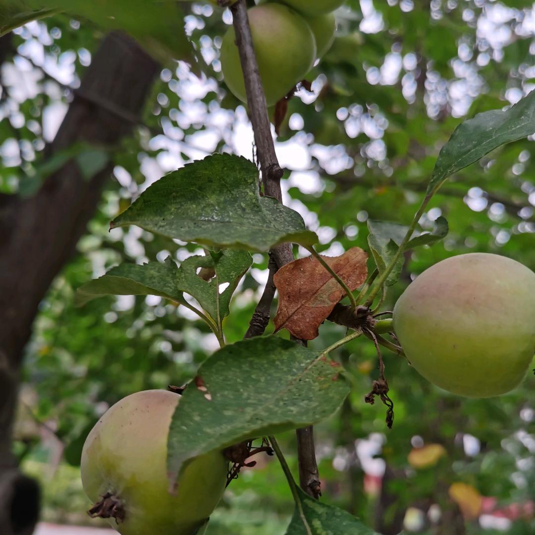 时间煮雨
