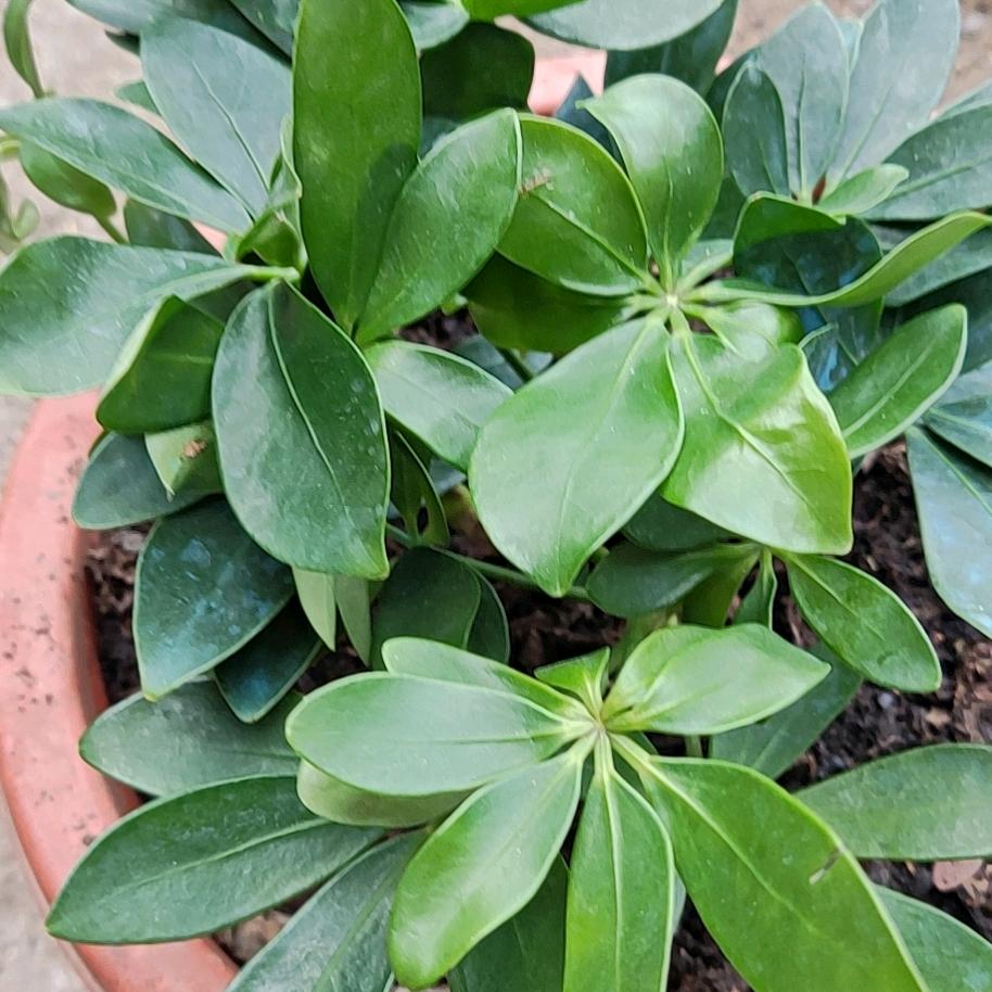 顺齐孜然