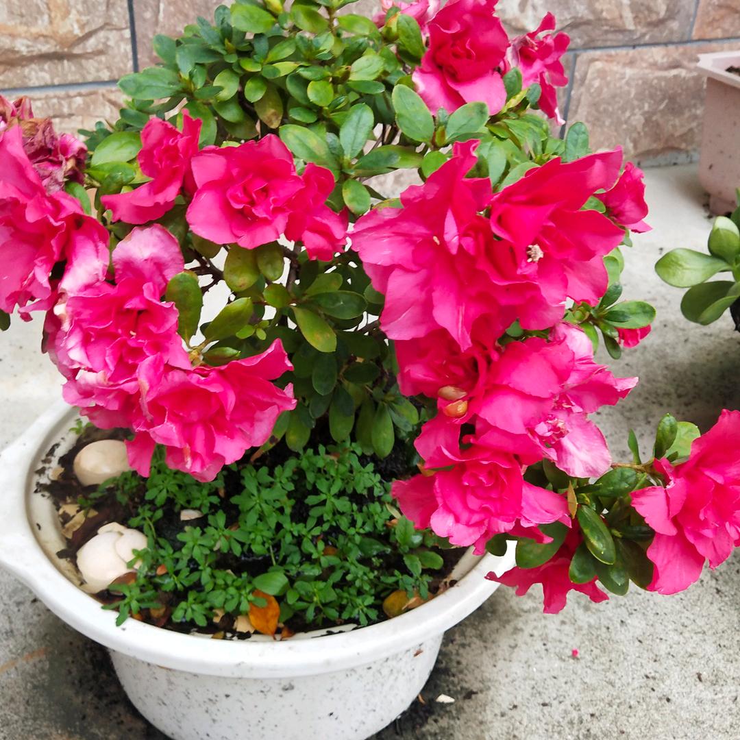 香兰品质好货店