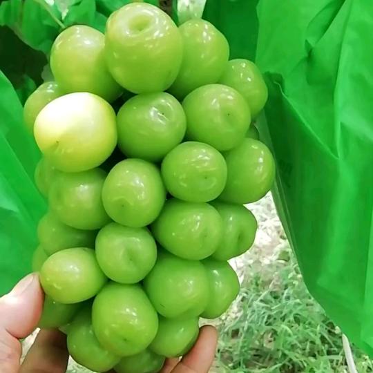 天福（临渭一叟）