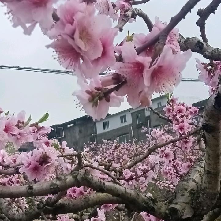 蓝桉
