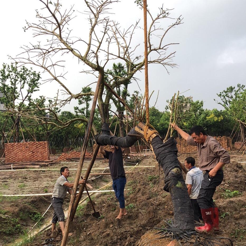 广东俊杰朴树、冬青、凤凰木