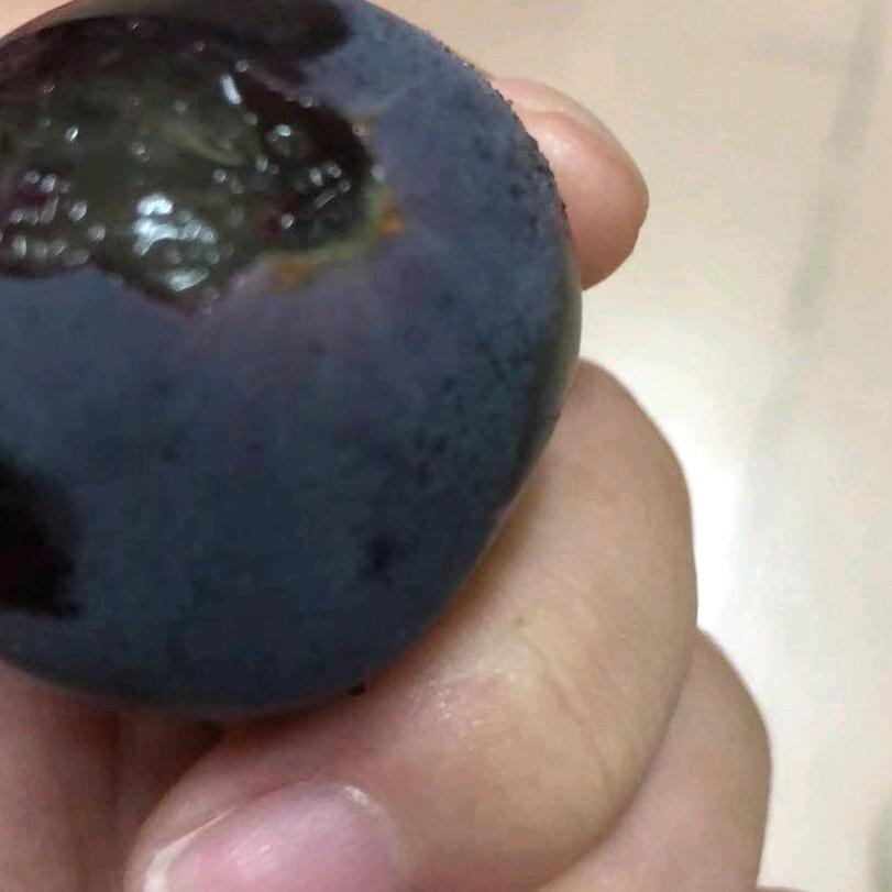 马老头